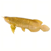 Intelligent Soft-Bodied Bionic Arowana
