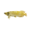 Intelligent Soft-Bodied Bionic Arowana