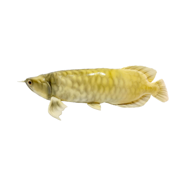 Intelligent Soft-Bodied Bionic Arowana