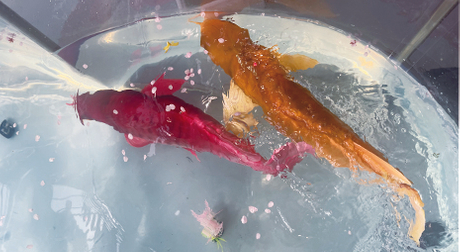 Bionic robot fish应用主图.jpg