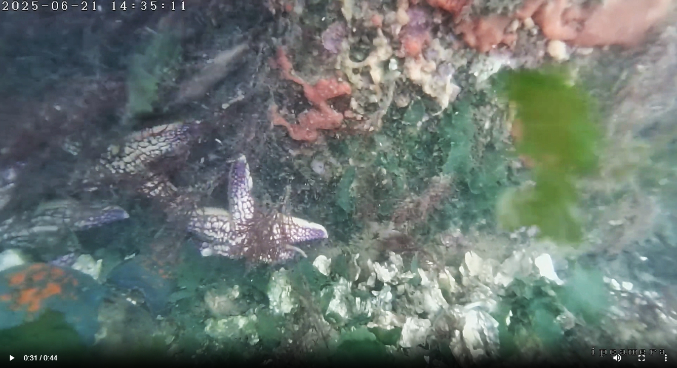 June 21,2025： Underwater footage captured by our ROV