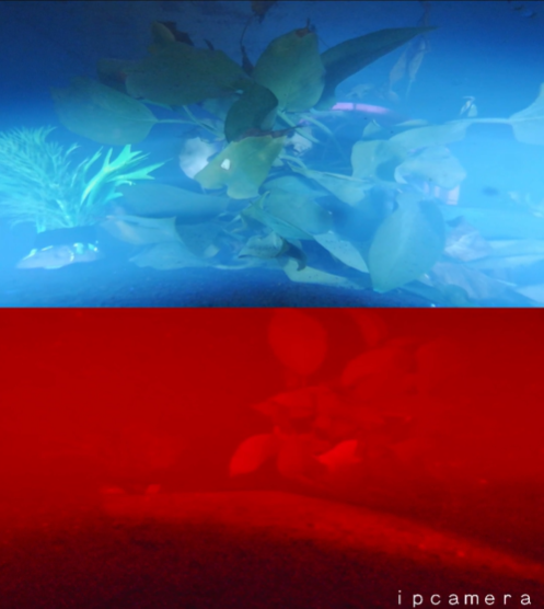 深水荧光双目网络摄像机的效果.png